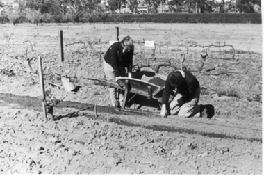 Photograph - Black and white photograph, E.M. Gibson, Students Working in the Orchard, September 1942