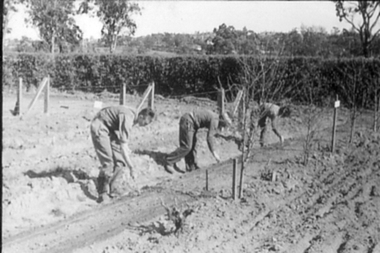 Photograph - Black and white photograph, E.M. Gibson, Students Digging Trenches in the Orchard, September 1942