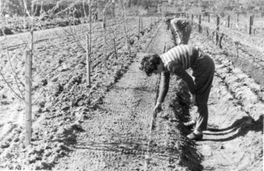 Photograph - Black and white photograph, E.M. Gibson, Students Working in the Orchard, September 1942