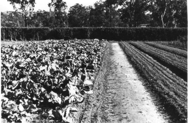 Photograph - Black and white photograph, E.M. Gibson, Vegetables in the Orchard, September 1942