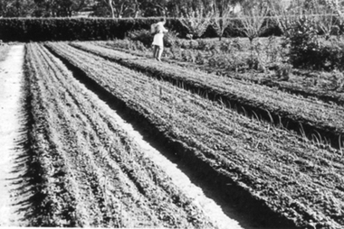 Photograph - Black and white photograph, E.M. Gibson, Student Working in the Orchard, September 1942