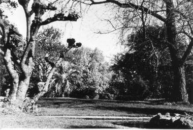 Photograph - Black and white photograph, E.M. Gibson, Crack Willow and Oak Lawn, September 1942