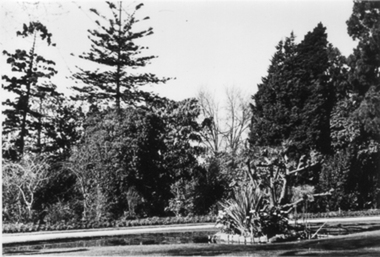 Photograph - Black and white photograph, E.M. Gibson, Luffmann/Lily Ponds, September 1942