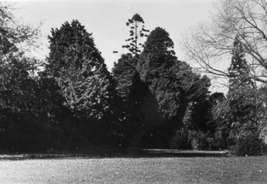 Photograph - Black and white photograph, E.M. Gibson, Garden View, Early 1940's