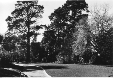 Photograph - Black and white photograph, E.M. Gibson, Path to the Principal's Residence, Early 1940's