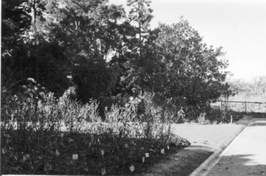 Photograph - Black and white photograph, E.M. Gibson, Garden View, Early 1940's