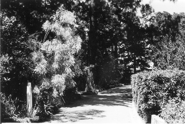 Photograph - Black and white photograph, E.M. Gibson, Principal's Drive/Bergenia Walk, March/April 1942