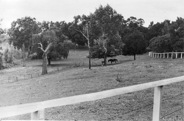 Photograph - Black and white photograph, E.M. Gibson, Lagoon Paddock, March 1943
