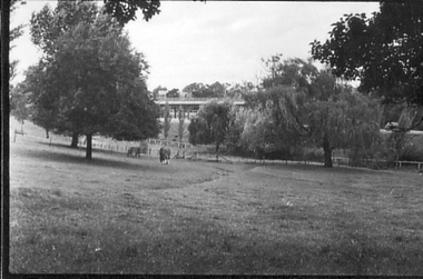 Photograph - Black and white photograph, E.M. Gibson, Lagoon Paddock, March 1943