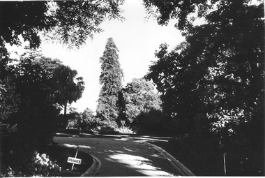 Photograph - Black and white photograph, E.M. Gibson, Path to Principal's Residence, March 1943