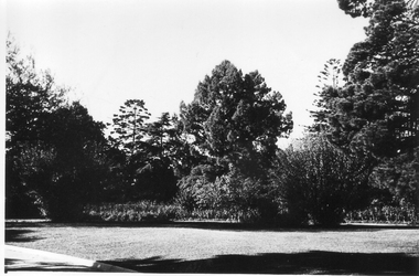 Photograph - Black and white photograph, E.M. Gibson, Luffmann/Lily Ponds, March 1943