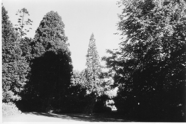 Photograph - Black and white photograph, E.M. Gibson, Garden View, March 1943