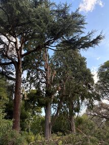 Photograph - colour prints, Sascha Andrusiak, Removal of Cupressus torulosa and Cedrus deodara, 2025