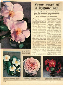 Magazine - Magazine article, The Australian Women's Weekly, Some Roses of a Bygone Age, April 1956