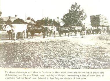 Black and white photograph from a newspaper article with a large wool laden wagon with 14 bullocks yoked up 