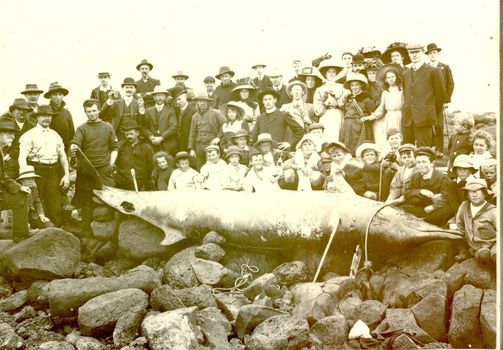 Black and white photograph of a large dead fish with a group of people ranged behind standing on rocks