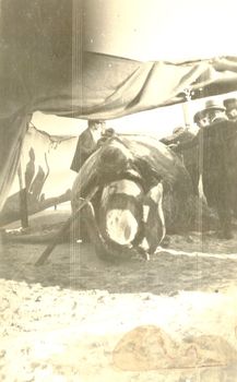 Whale carcass surrounded by canvas with several males inspecting it