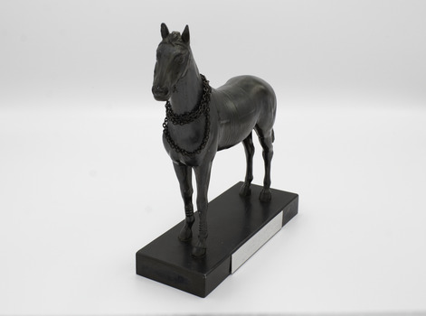 head on angle of horse