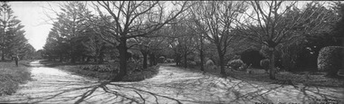 diverging paths through garden with bare trees and shadow tracery on paths