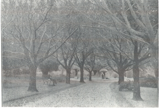 Bare trees In theBotanical Gardens