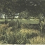 Garden bed beyond which a grassed area surround by trees