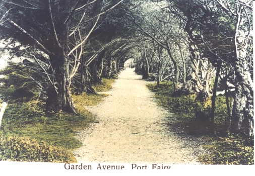 Tree line walk in botanic gardens Port Fairy