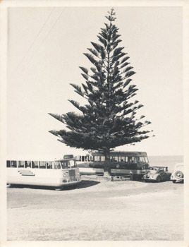 Norfolk Island pine tree and two buses