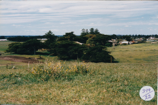 Grasslands and cypress trees - South Beach Estate