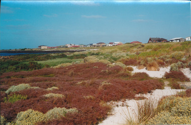 South Beach grasslands with houses in the background