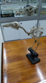 Grey Currawong (Strepera versicolor) mounted skeleton, Mid to late 19th century