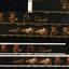 Printed negatives of images taken of performers and the audience