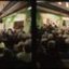 Choir and band members crowd in Ormond Hall for rehearsals