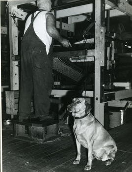 Arthur Bridges operating a mat making machine with his guide dog standing by