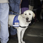 SEDA dog with jacket looking at crowds