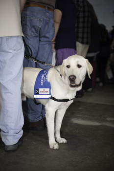 SEDA dog with jacket looking at crowds