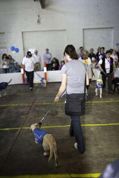 SEDA dog demonstrating their skills with trainers