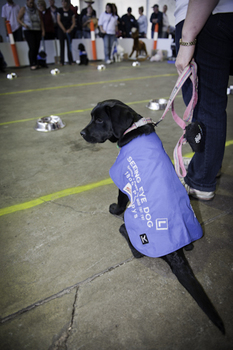 SEDA dog looking around at crowds
