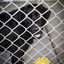 Black Labrador with yellow play ball behind fencing