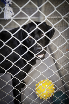 Black Labrador with yellow play ball behind fencing