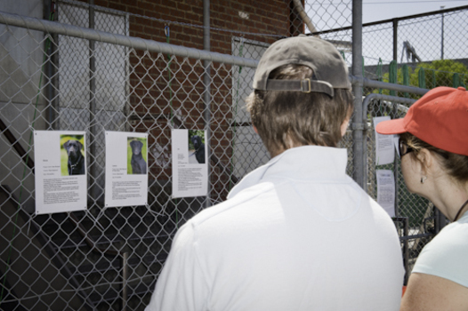 Looking at photographs of dogs profiles on fence