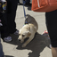 SEDA dog takes a break whilst handler has a chat