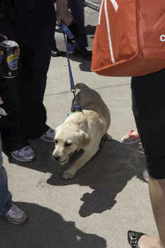 SEDA dog takes a break whilst handler has a chat