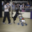 Black Labrador pushes stroller in front of onlookers