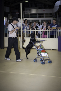 Black Labrador pushes stroller in front of onlookers