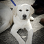 Labrador looks to camera as they wait