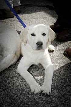 Labrador looks to camera as they wait