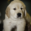 SEDA puppy looking cute and fluffy