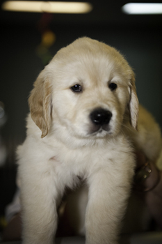 SEDA puppy looking cute and fluffy