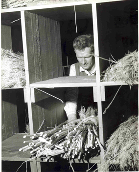 Man gathering stalks from row of boxes
