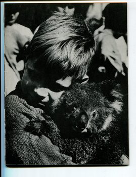 Schoolboy Raymond hugs a koala at Healesville Sanctuary
